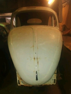 Oval Beetle